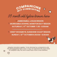 Photo of Rescue Hens   Multiple Locations   Qld