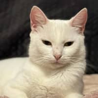 Photo of Jewel