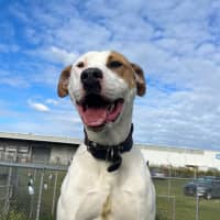 Photo of Bull (66183)