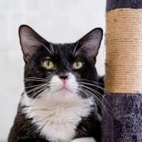 Photo of Phoenix