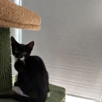 Photo of Heihei
