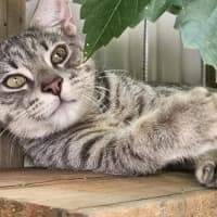 Photo of Pitt ** 2nd Chance Cat Rescue**