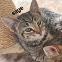 Photo of Sage