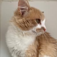 Photo of Naranjito