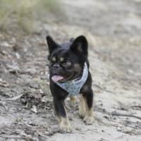 Photo of Gidget   3 Year Old French Bulldog