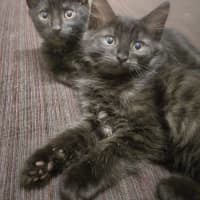 Photo of Drax   Now At Pet Quarters Rutherford