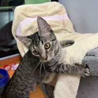 Photo of Abby