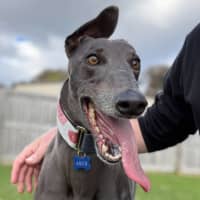 Photo of Amor The Greyhound