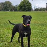 Photo of Ace