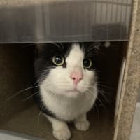Photo of Oreo