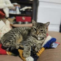 Photo of Remi *9 Lives Project Rescue*