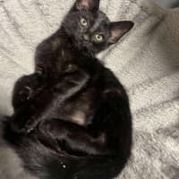 Photo of Baloo