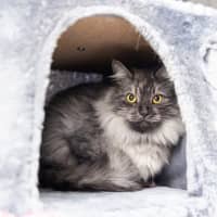 Photo of Ganon