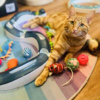 Photo of Saffron   In Foster Care In Doreen