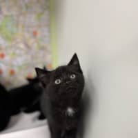 Photo of Midnight