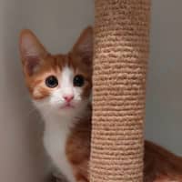 Photo of Apricot & Ishi