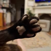 Photo of Fudge