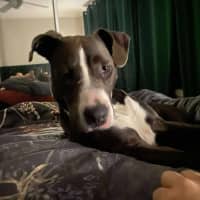 Photo of Sky   14 Month Old Staffy X