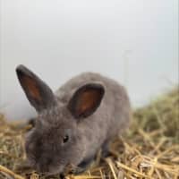 Photo of Cottonbud