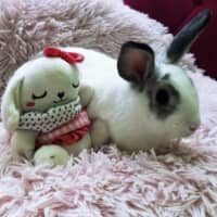 Photo of Floretta (W Meekoh)