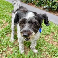 Photo of Sydney & Rocco   10 & 8 Year Old Moodle