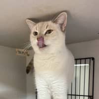Photo of Prissy