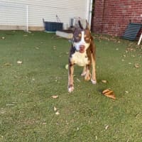 Photo of Sadie