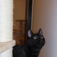Photo of Velvet