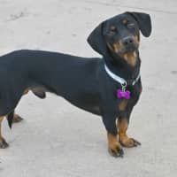 Photo of Dobby