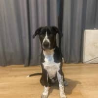 Photo of Daisy