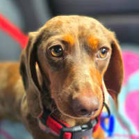 Photo of Rune   7 Month Old Dachshund