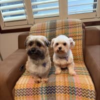 Photo of Bella & Ollie   6 Year Old Maltese X