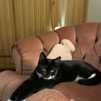 Photo of Tuxedo