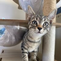 Photo of C1488 Venus