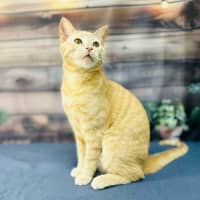 Photo of Radley   Located In Westmeadows