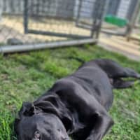 Photo of Boof   2 Year Old Labrador X Staffy