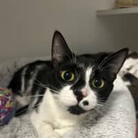 Photo of Stella