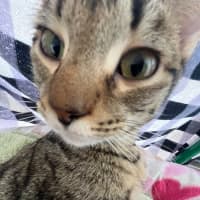 Photo of Woody