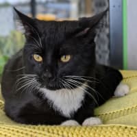 Photo of The Mute Wolf