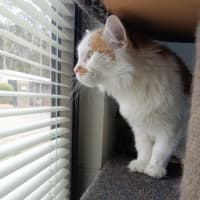 Photo of Twistie