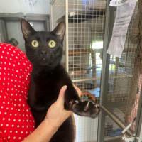 Photo of Homer (With Marge)