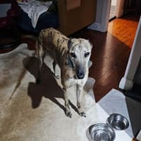 Photo of Bella   5 Year Old Greyhound
