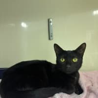 Photo of Mouse
