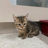 Photo of Moscow (9952)