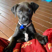Photo of Domino   10 Week Old Staffy X