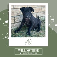 Photo of Ali