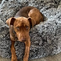 Photo of Gingermegs