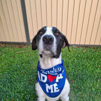 Photo of Murphy *$350 Adoption Fee*