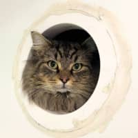 Photo of Lord Tubbington
