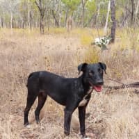 Photo of Banjo/Blackie